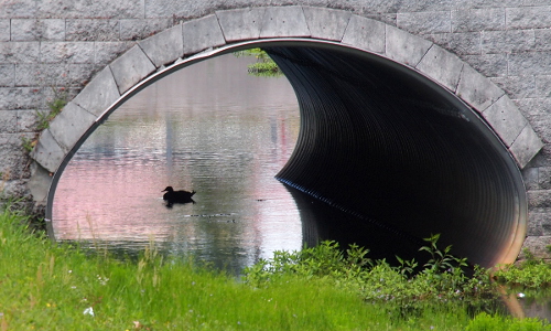 [One lone duck sits in the shadow under the stone bridge over the stormwater drainage water.]